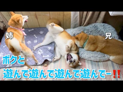 柴犬姉弟に遊んでほしくて激しく駄々っ子になる子供犬が可愛いw