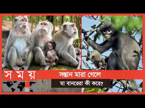 গবেষণা উঠে আসলো বানর বিষয়ক অদ্ভুত তথ্য | Monkey | Somoy TV