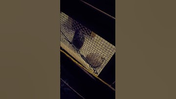 #aviary #coturnixquail #quailegg #quailfarming #quail #quailatnight