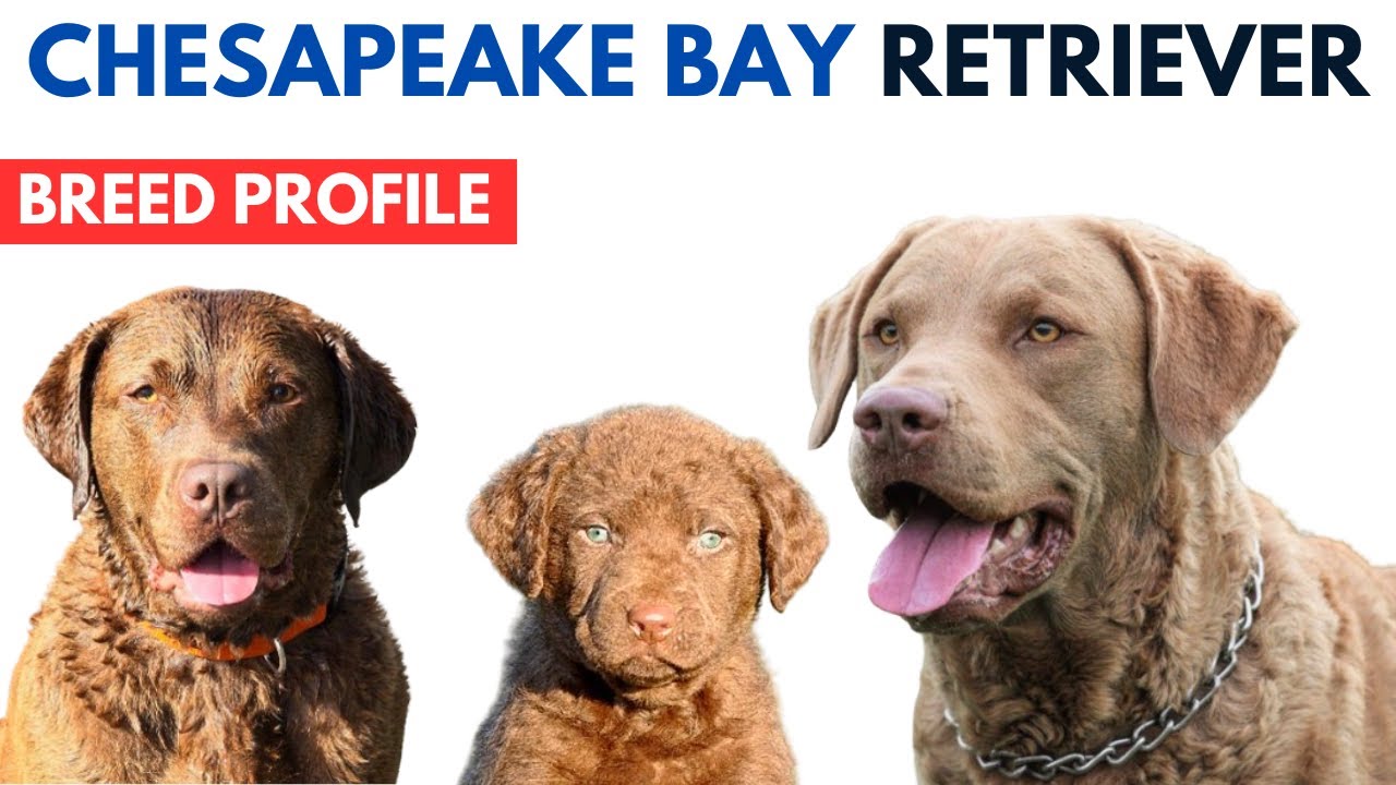 Chesapeake Bay Retriever Dog Breed Profile History - Price - Traits - Grooming Needs - Lifespan