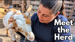 Meet the Herd: Introducing Our Goats!