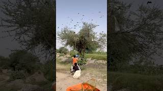 Discovering Blue Jay Nests in the Wild #birdwatching #birdlife #forest #farming