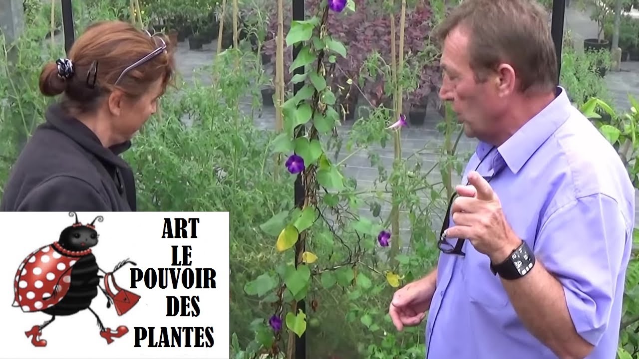 chaine de Jardinage: ipomées Volubilis: Comment récolter des graines: Plantes annuelles