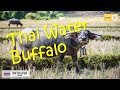 Isaan (Thailand) Water Buffalo