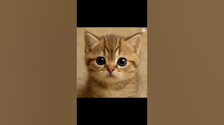 "cute baby cat blinking eyes 👀."  #cat #catviral #catvideos #animallove #youtubeshorts #yoitubevideo