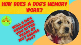 Do Dogs Remember Their Owners? Fascinating Research Reveals The Truth by Gen X Pets 45 views 1 year ago 3 minutes, 26 seconds