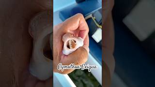 Cymothoa exigua #fyp #animals #facts #facts #shorts #viral #ocean #parasite