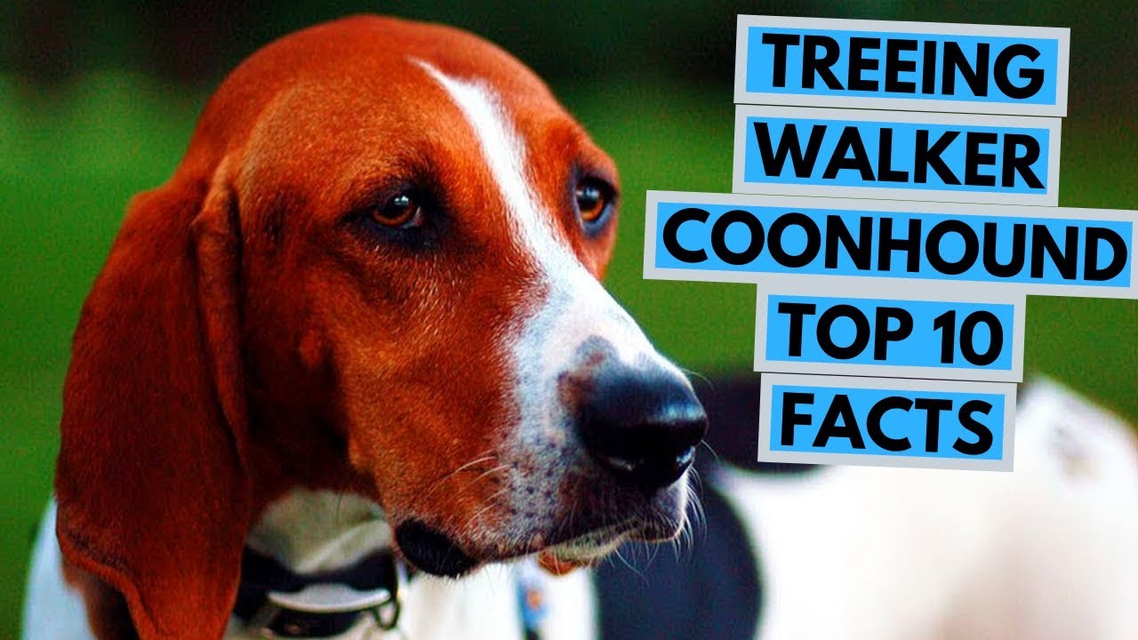 are treeing walker coonhound the most intelligent dogs