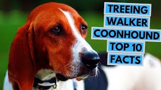 Treeing Walker Coonhound  TOP 10 Interesting Facts
