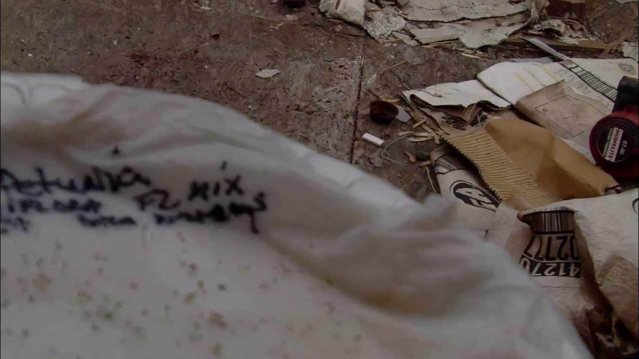 Cantaloupe and Petunia seeds on a wet paper towel, in a ziploc bag