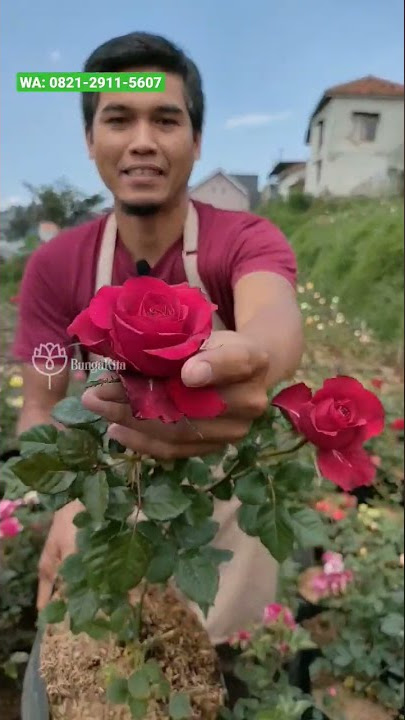 BUNGA MAWAR MERAH LUNA | SEDIKIT DURINYA