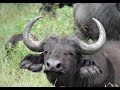 Y.Z. Африканский буйвол. African buffalo. Танзания. Tanzania.Ngorongoro Crater.