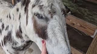 My cute donkey JJ remembers everything! And a serious update on my cute dog Rudy