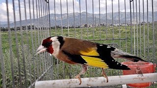 Voice goldfinch wild, hear and enjoy