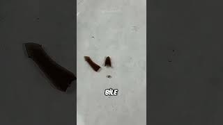 Kesilince Çoğalan Solucan