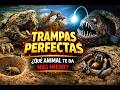 7 Animales que Cazan con Trampas IMPOSIBLES (Te Dejarán Sin Palabras)