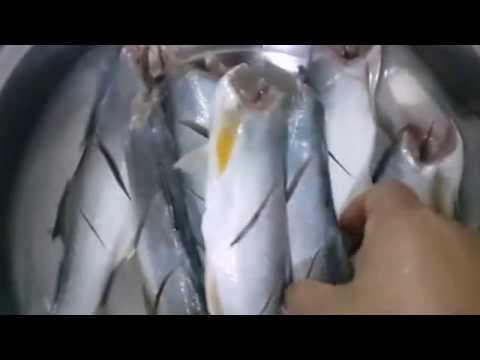 วิธีการทำราชาแห่งปลาเค็ม ปลากุเลาตากใบ กิโลละ 1500 บาท อร่อยมาก ทำขายไม่ทัน! คลิกเดียว...กินเที่ยว. 