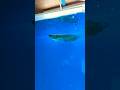 Arowana Fish #arowana #arowanafish #fish #aquarium #viral #shorts #aquariumfish