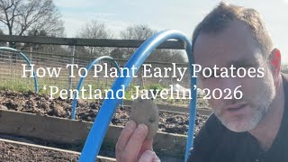 How To Plant Early Potatoes, Planting Early Potato ‘Pentland Javelin’ 2026