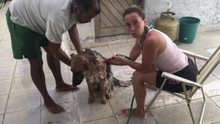 Como dar banho no seu cão!!