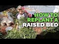 How to Replant and Prepare Raised Beds For Spring