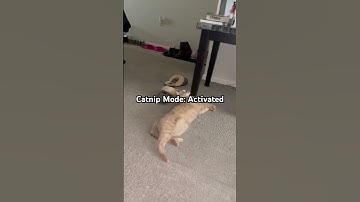 When The Catnip Kicks In! #funnyvideo #funnyvideo #funnycats #subscribemychannel #shorts #cat