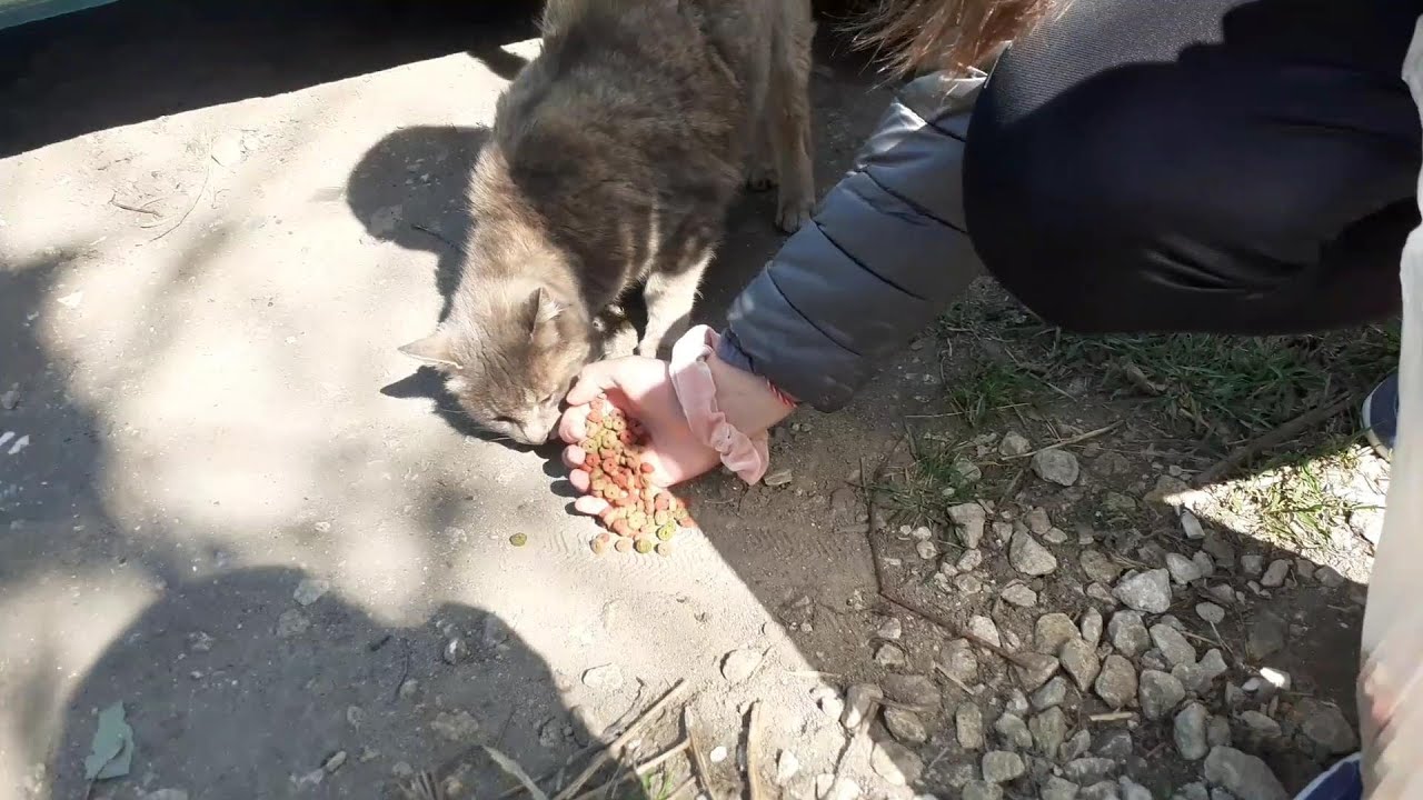 С Най-Добрата Ми Приятелка Даная Храним Бездомни Котета🐱🐈🐈❤❤❤@MartinIlievCaisa