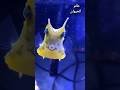 الغابة المخيفة حيوانات عجيبة حيوانات الغابة البرية Animals الغابة الغابه عجيب Shorts غرائب 