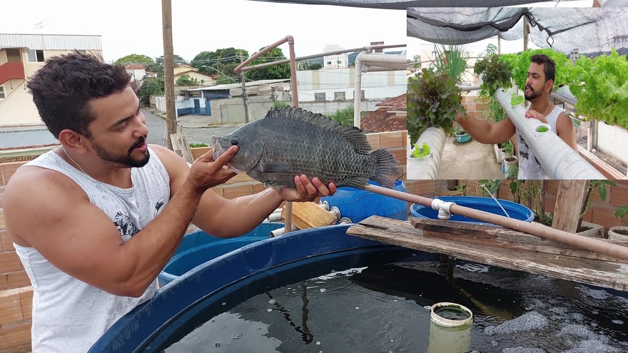 Criação de Tilápia em  caixa d'água. Tilápia com 2kl em caixa d'água