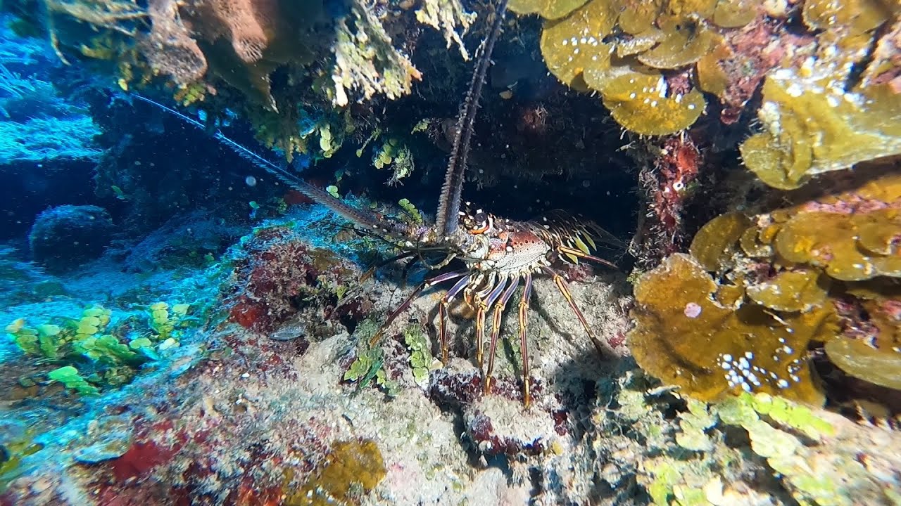 20241030 Roatan Dives w/ Infinity Divers (DM - Lindy) - GoPro Highlight ...