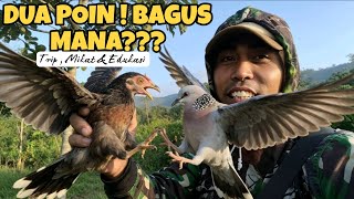 COME BACK MIKAT TEKUKUR MALAH LANGSUNG DAPAT AYAM KAMPUNG & BL VOCAL MERSIK.