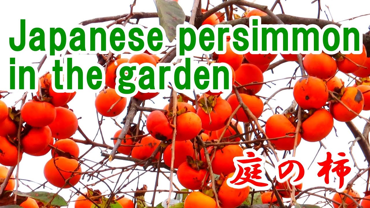 Japanese persimmon in the garden 庭の柿 - YouTube