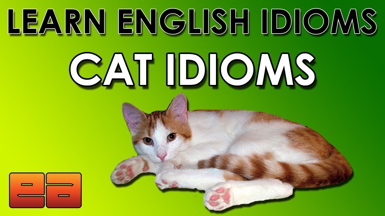 Как по английски будет котик. Cat idioms. Idioms with Cat. Cats English idioms. Английский котик.