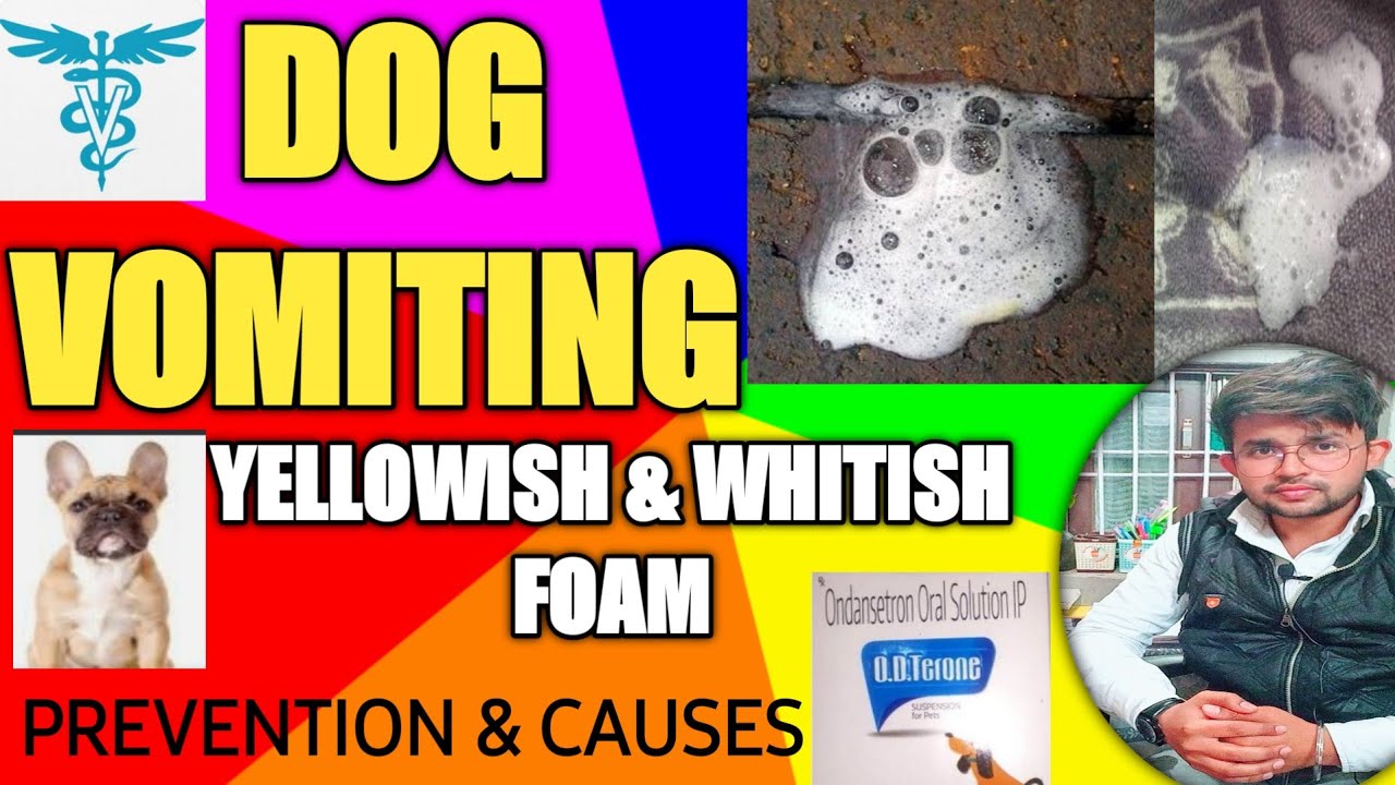 what does white foamy dog vomit mean