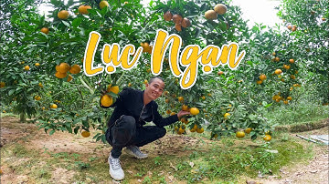 Lạc vào vườn cam siêu ngọt ở Lục Ngạn - Phát hiện chỗ cắm trại siêu đẹp ở hồ Cấm Sơn, Bắc Giang