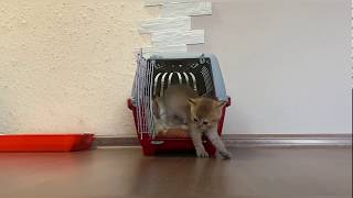 The kitten first time in new home / Котенок Моня впервые в своем новом доме