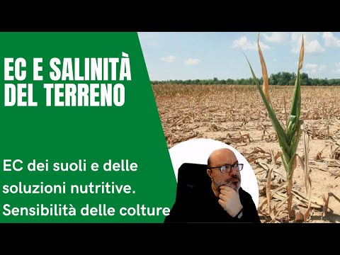 Video: Tolleranza al sale degli alberi di agrumi: suggerimenti per la gestione della salinità negli agrumi