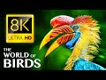 The world of birds in 8k ultra