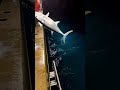 Sharks 🦈 attack a Tuna #shark #fishing #boat #tuna