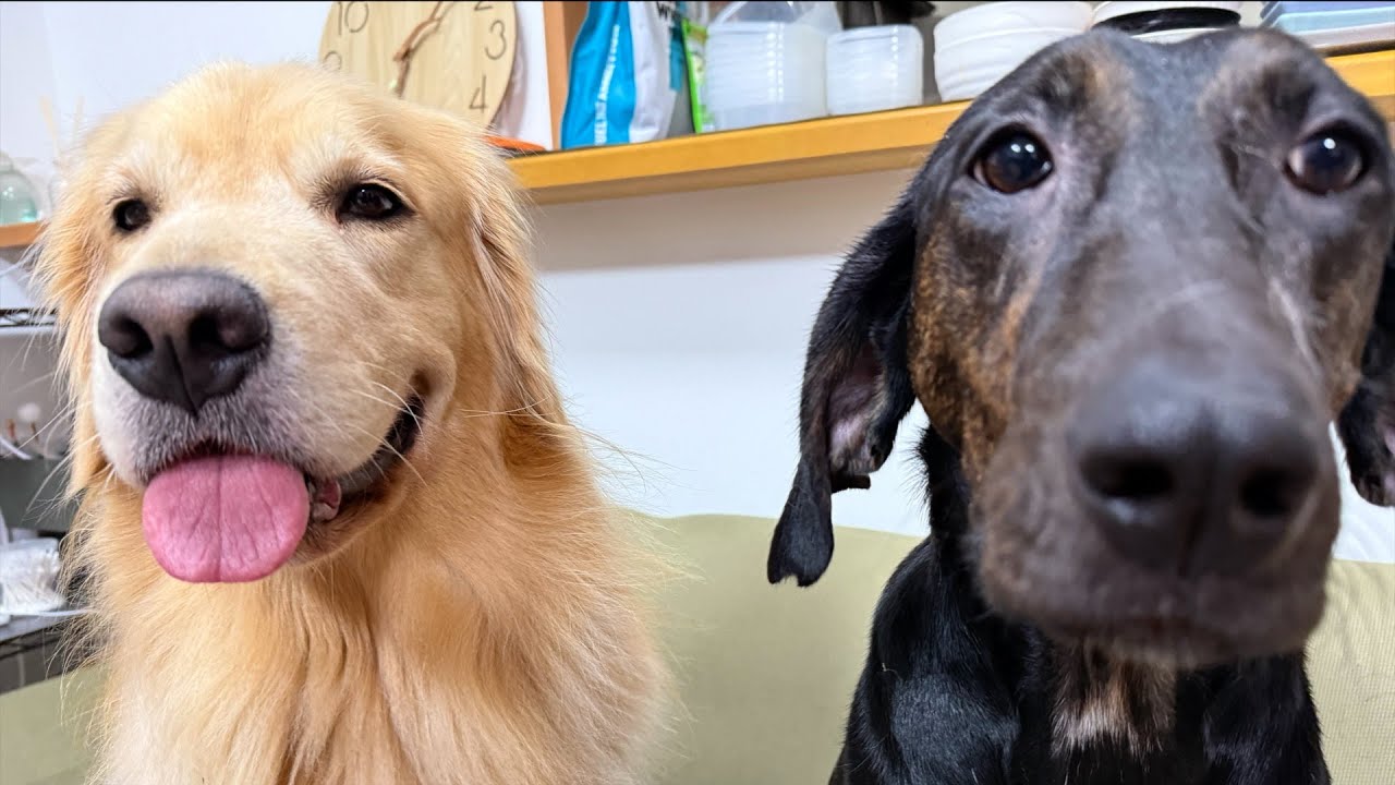 「保護犬」新しい家族が見つかりました「最後の日」