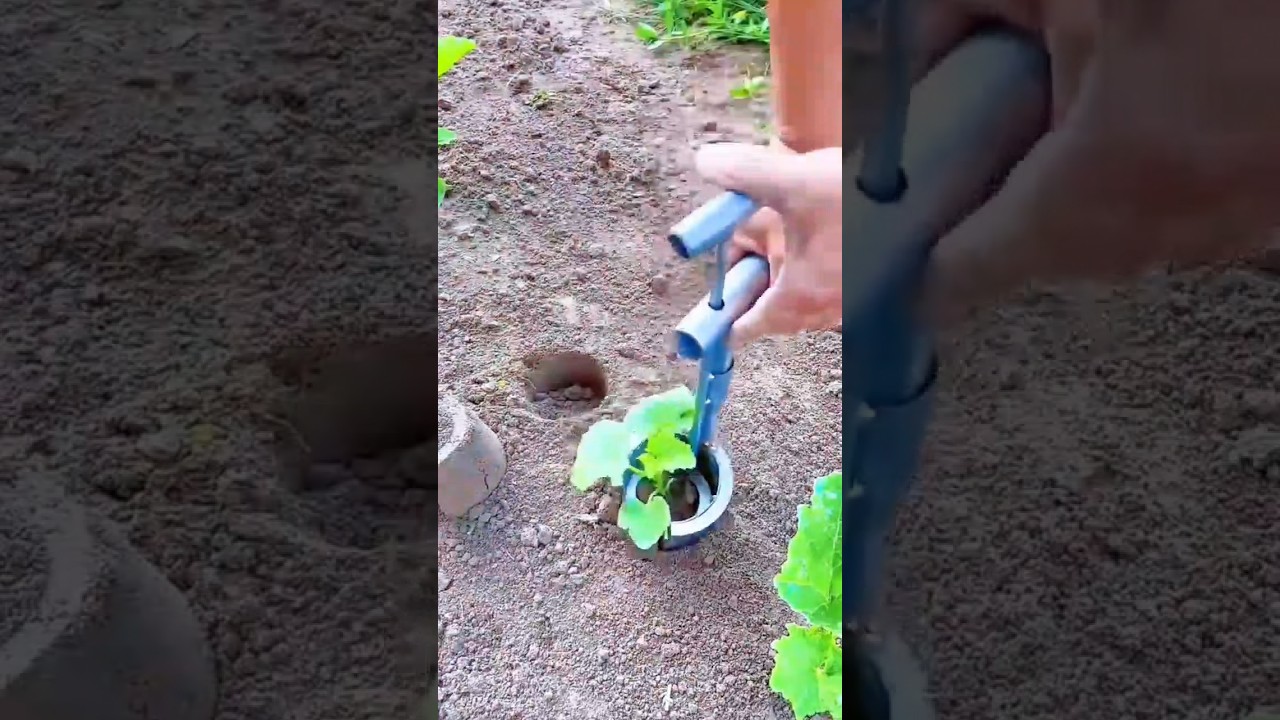 planting small vegetable seedlings into the ground using manual tools 