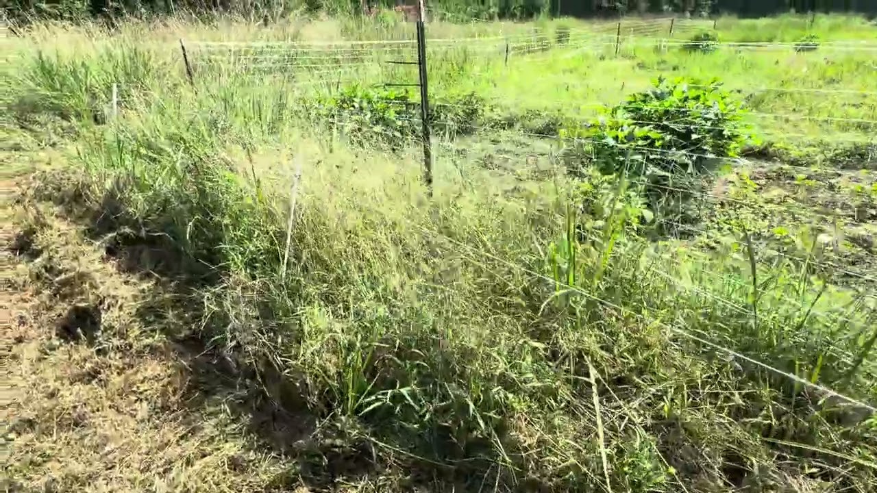 Growing Hibiscus Roselle Control Plots and Hot Zone Fencing
