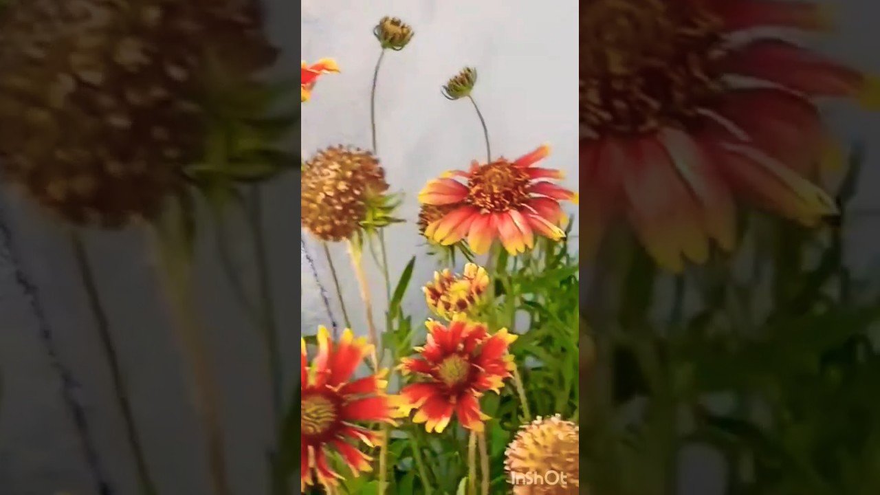 Gaillardia flowers 