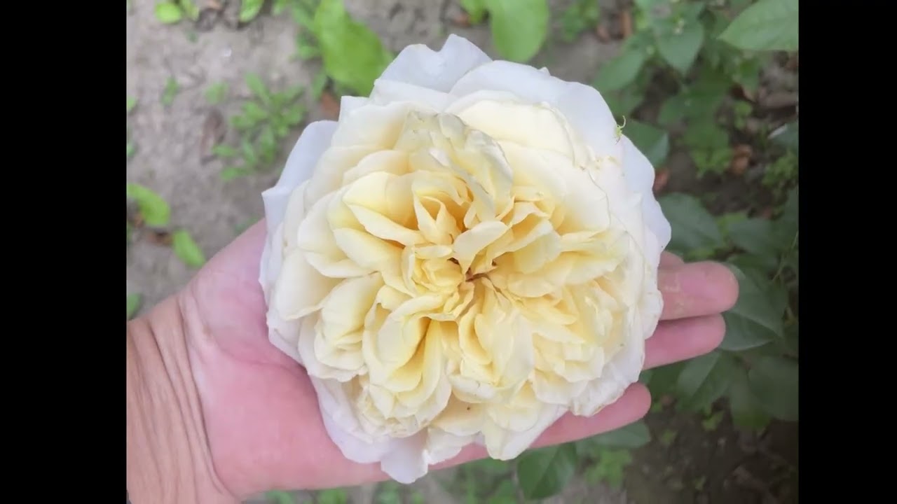 Английская роза Остина The Pilgrim. 2025.