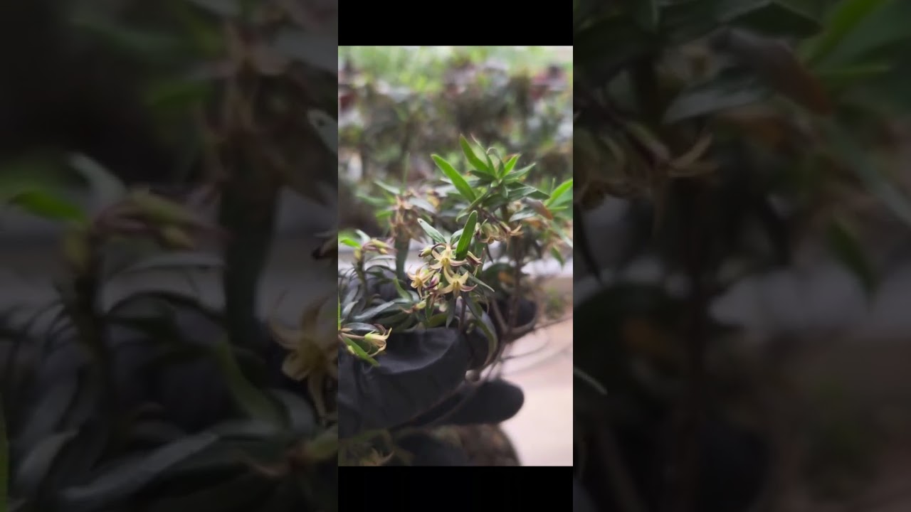 питтоспорум пимелеевидный  домашнее, квартирное цветение 