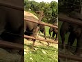 Elephant 🐘 lover#nammabangalore #zoo #animals #lover