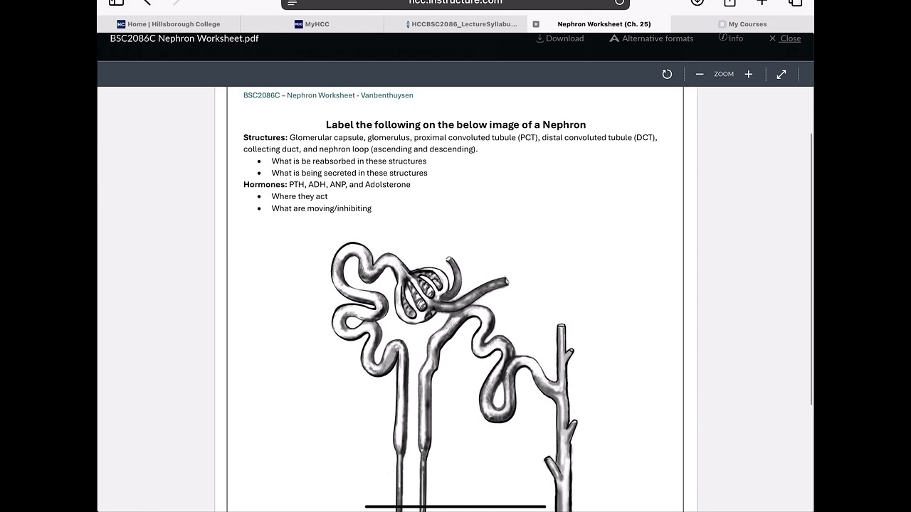 Обзор лекционного экзамена №4 по курсу BSC2086-10653