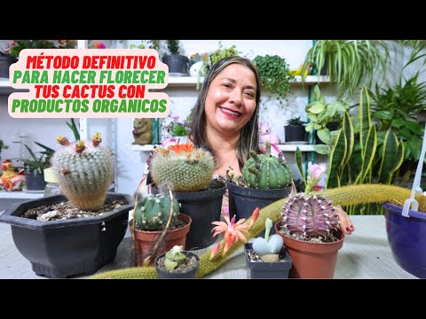 Cómo Logré que mis Cactus Florecieran como Nunca con Trucos 100% Naturales