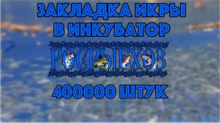 Прием Датской икры 400000. Закладка икры в инкубатор.