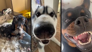 Funny and cute DOGS🐶Videos🔶 Сompilation  #10 🔶